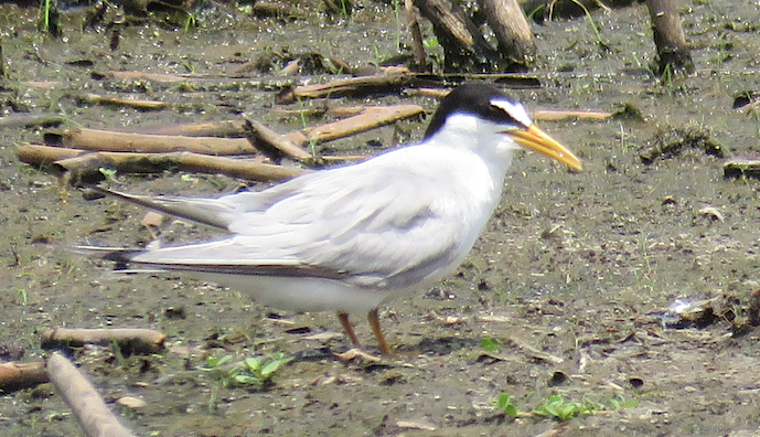 Least Tern - James Frank