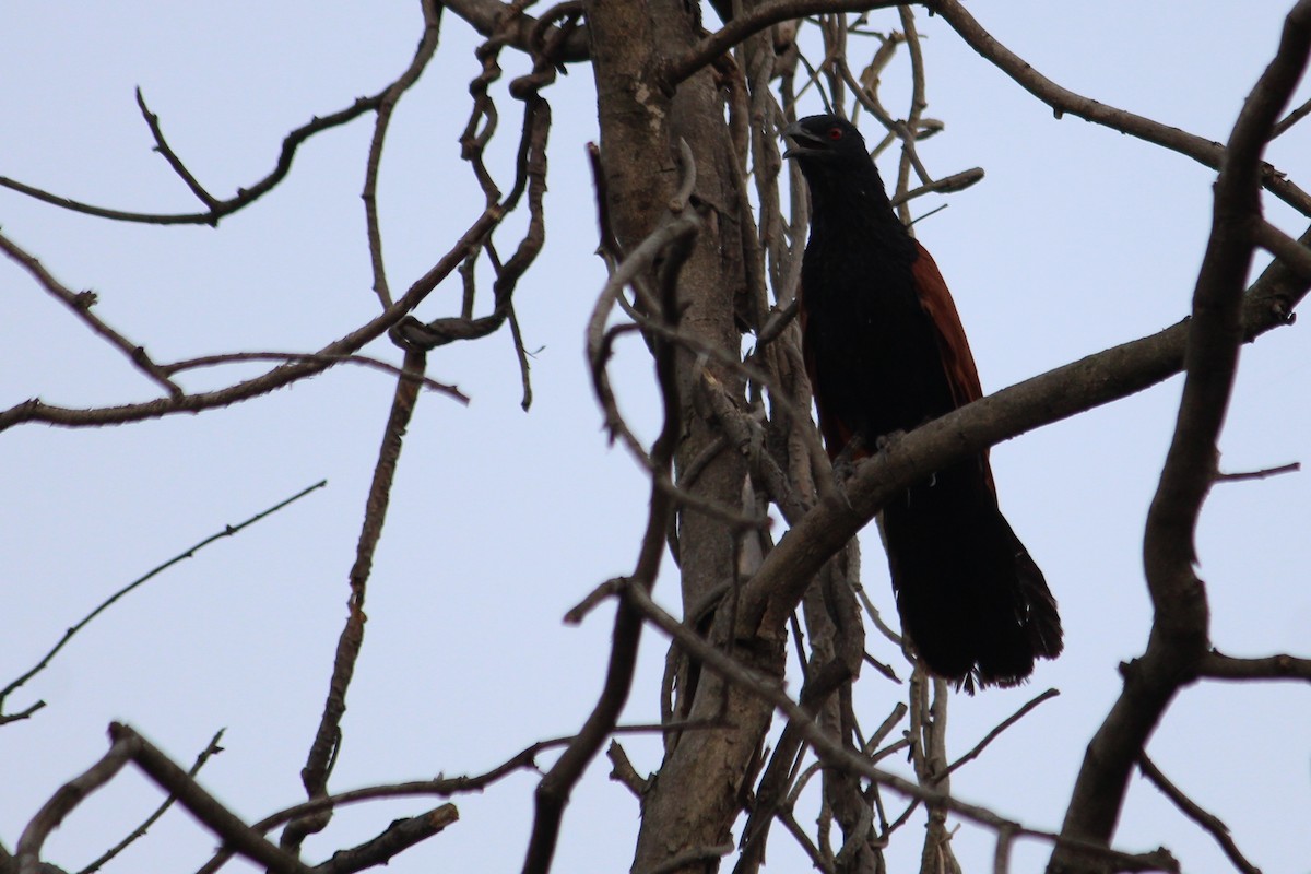 Greater Coucal - ML239060551