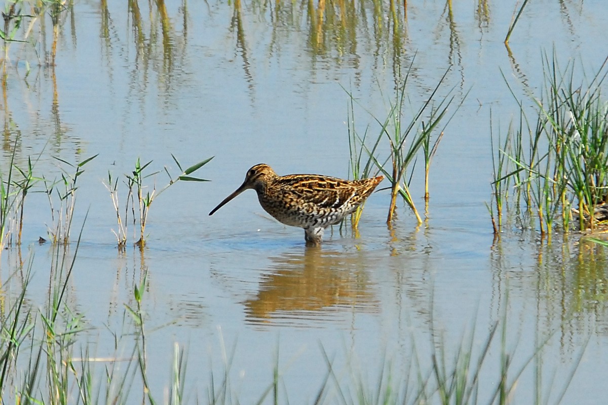 Great Snipe - ML239061221