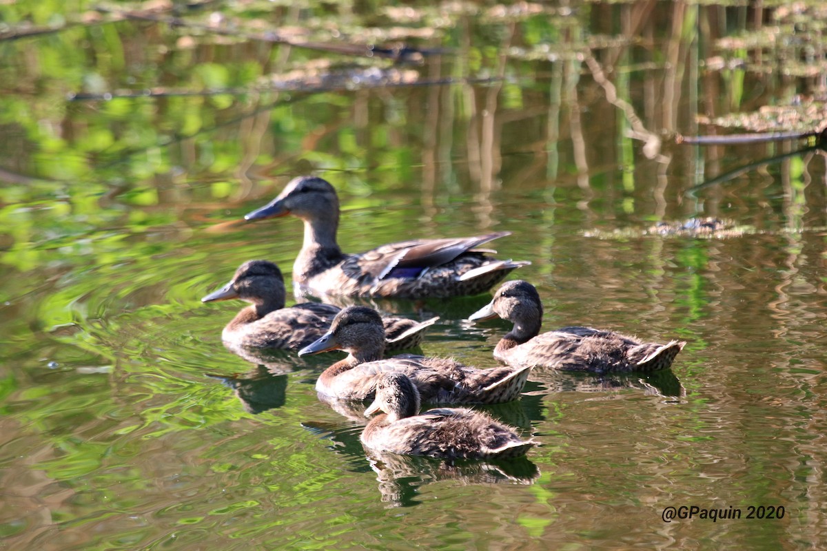 Mallard - Guy Paquin