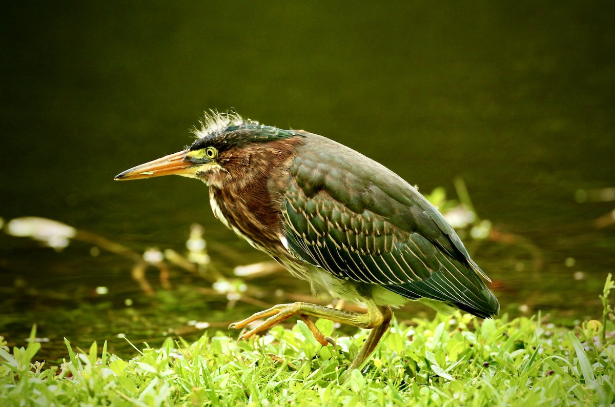 Green Heron - Peter Schreck