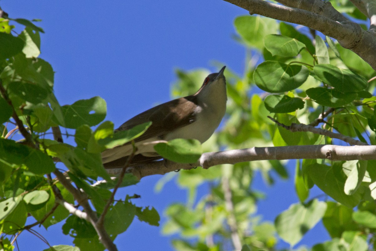 Schwarzschnabelkuckuck - ML239064811