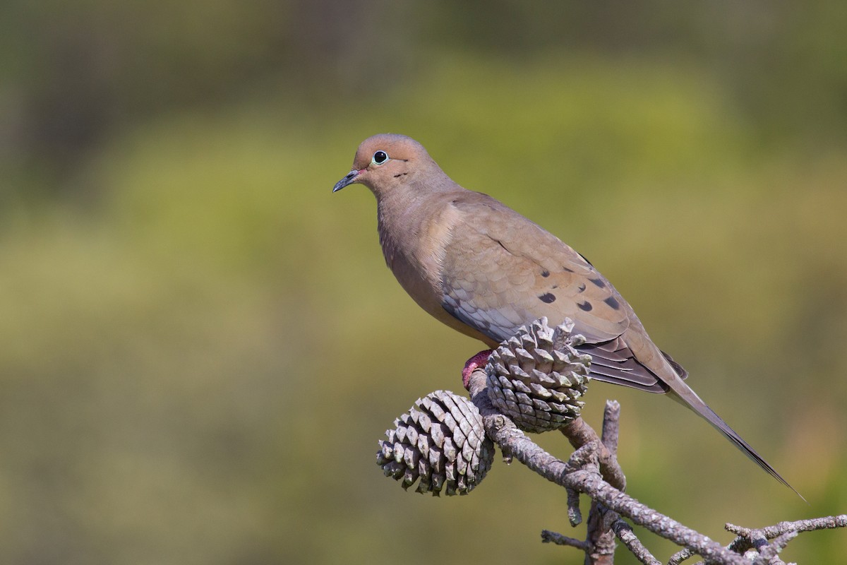 Mourning Dove - ML239064831