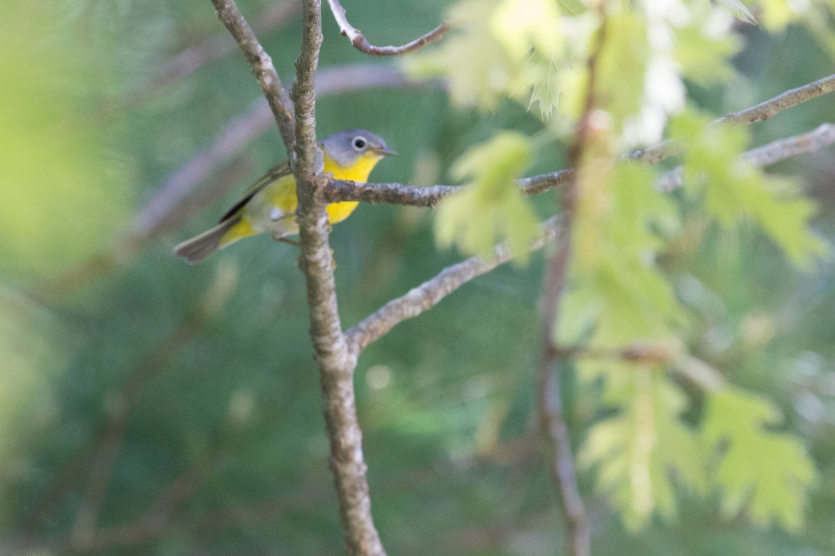 Nashville Warbler - Mike Schanbacher