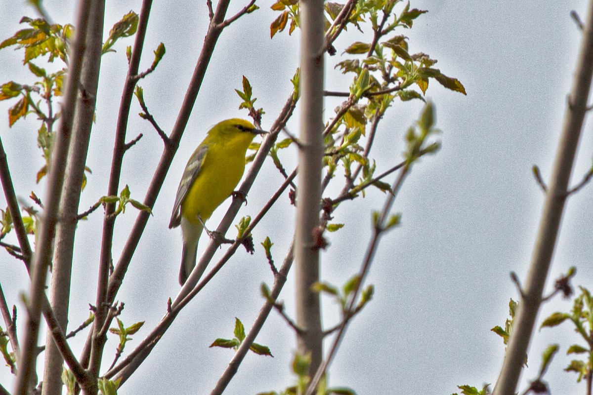 Blauflügel-Waldsänger - ML239065341