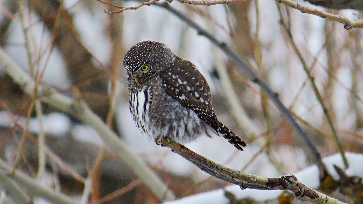 Northern Pygmy-Owl - ML23906631