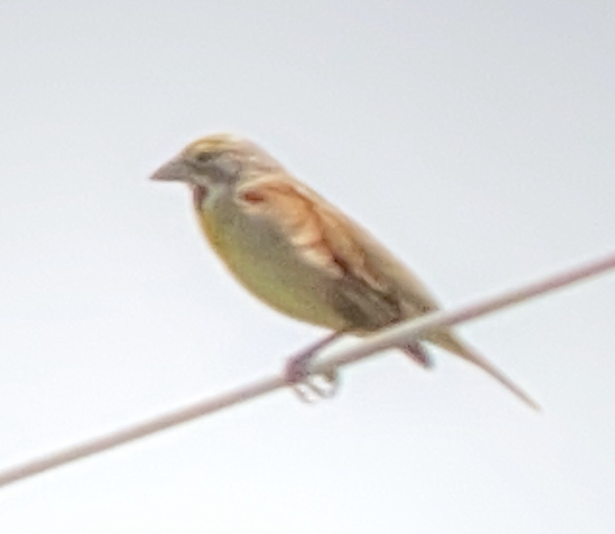 Dickcissel - ML239068781