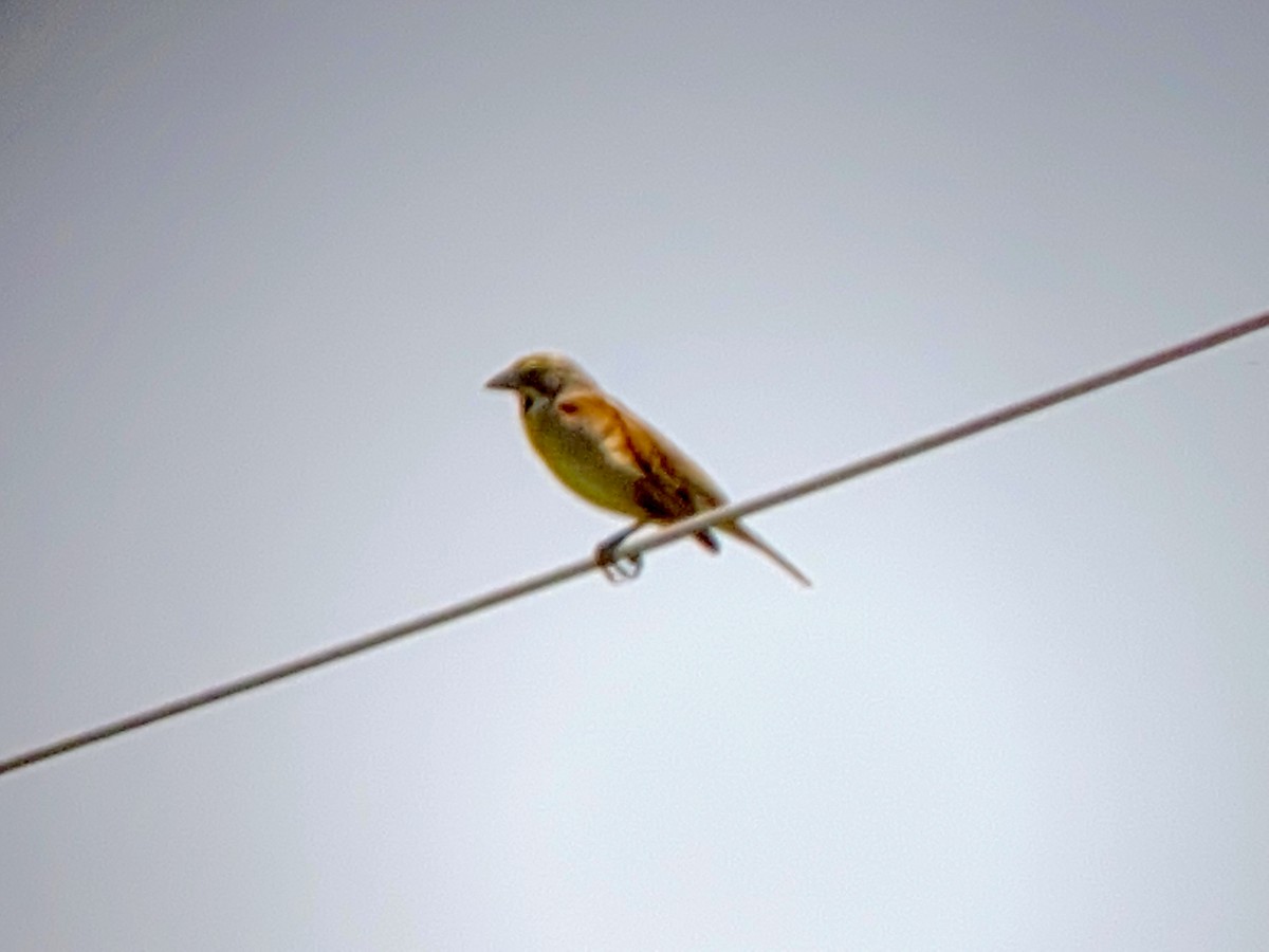 Dickcissel - ML239068811