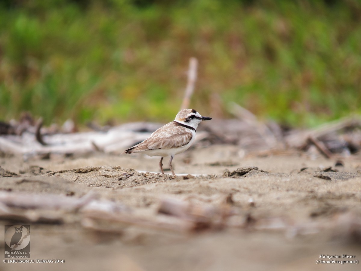 Malaysian Plover - ML239068901