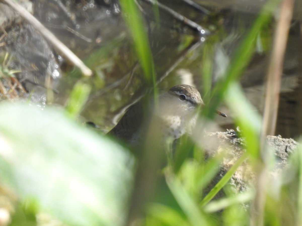 Spotted Sandpiper - ML239069061