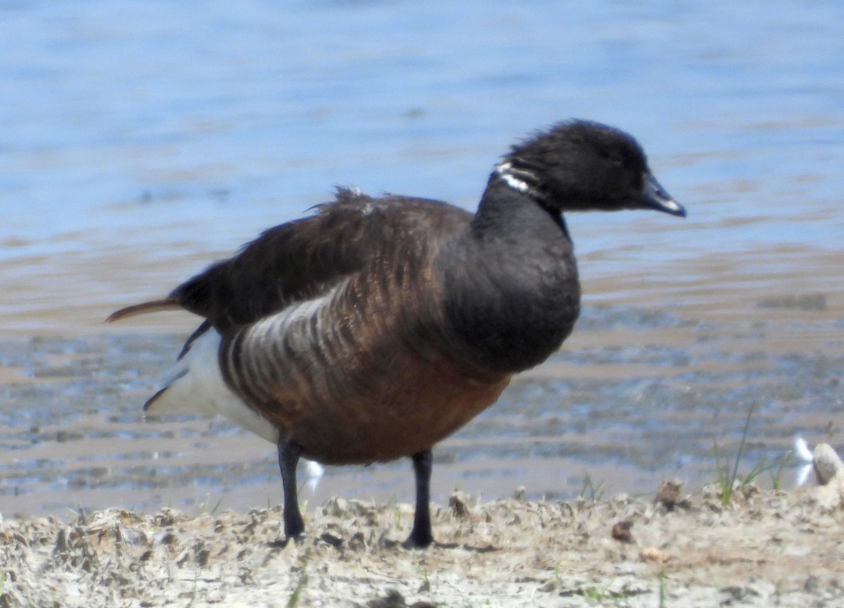 Barnacla Carinegra - ML239072381