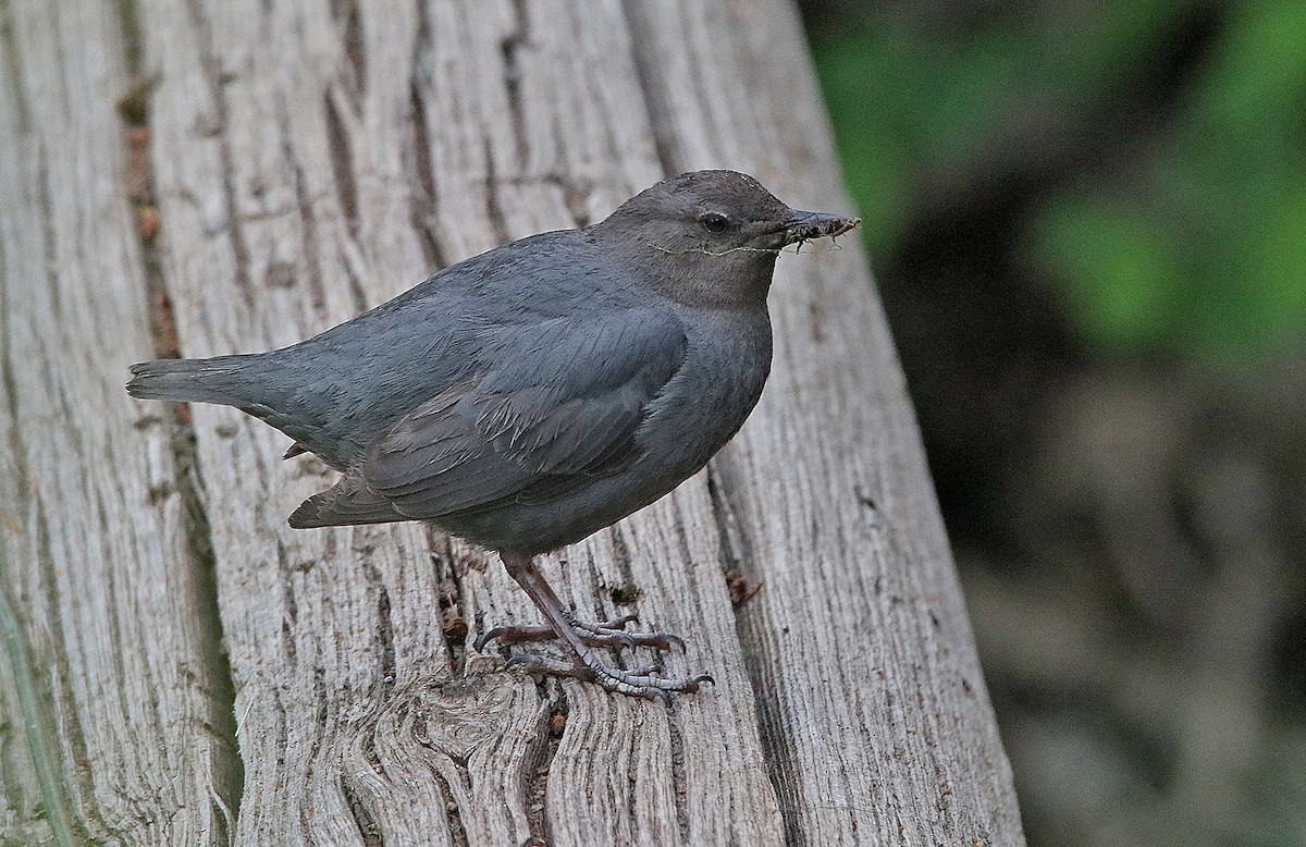 American Dipper - ML239073821