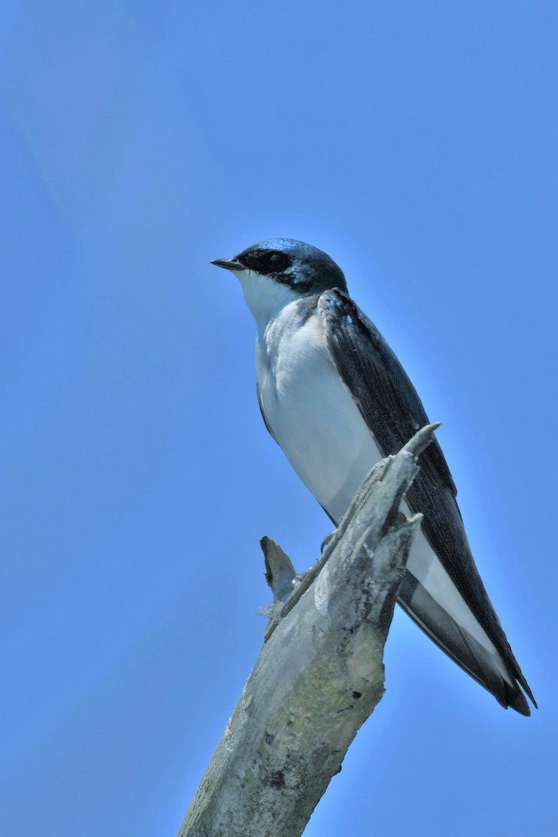 Tree Swallow - ML239075071