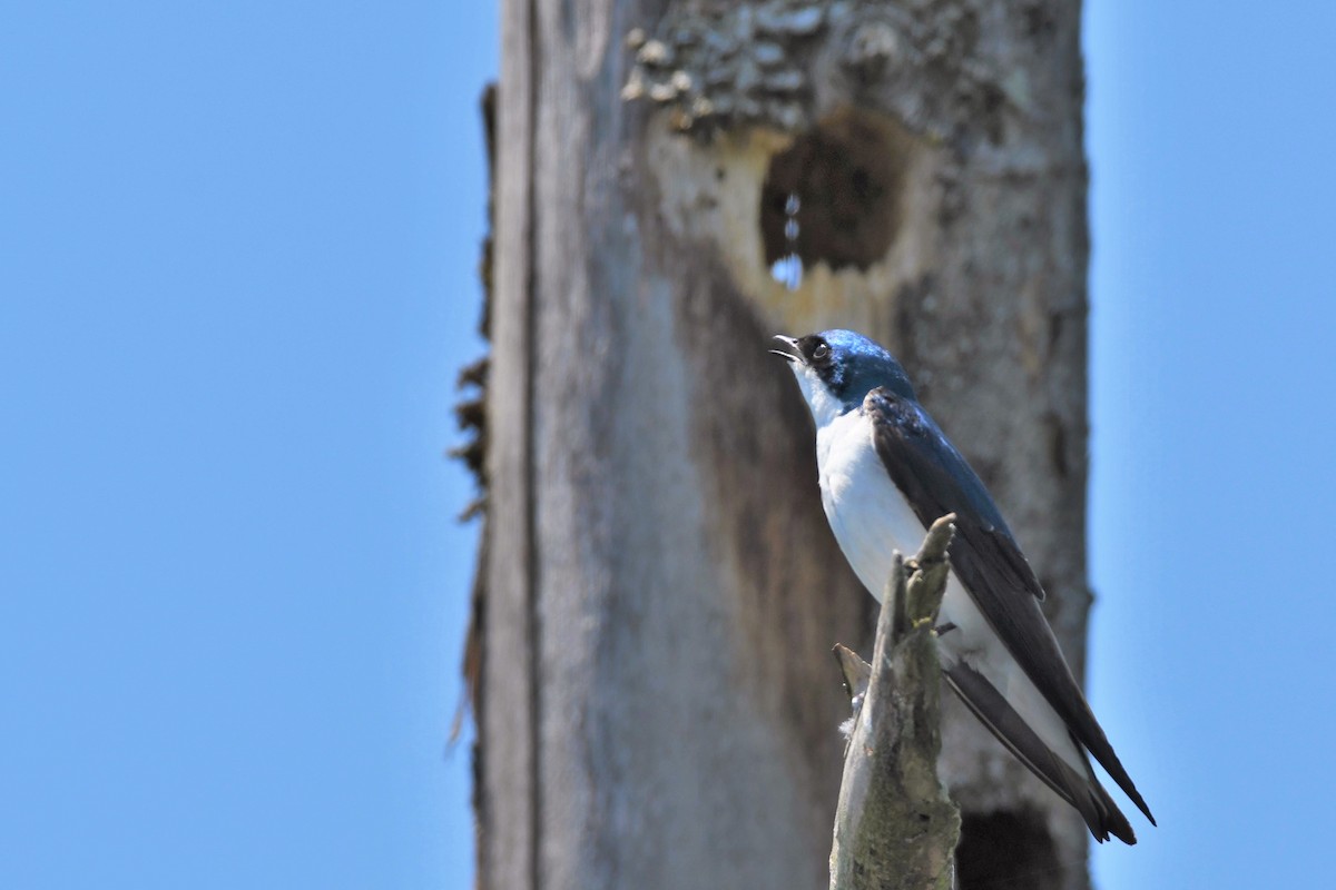 Tree Swallow - ML239075101