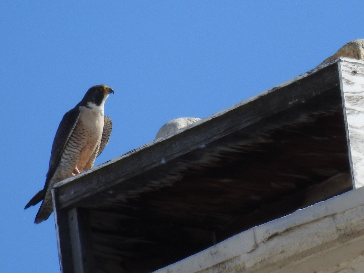 Peregrine Falcon - ML239075761