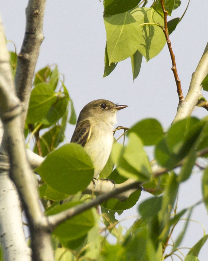 Alder Flycatcher - ML239075771