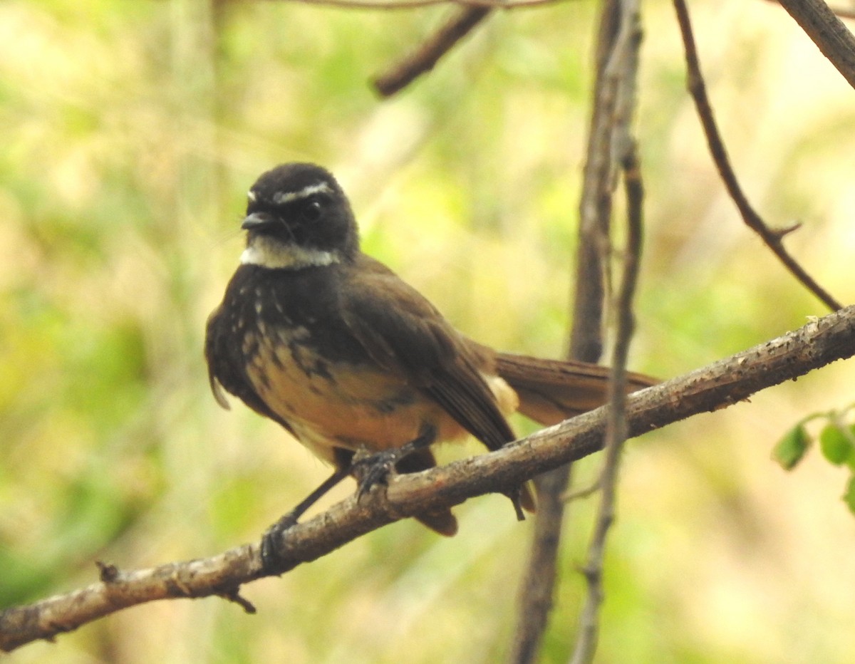 Spot-breasted Fantail - ML239075961