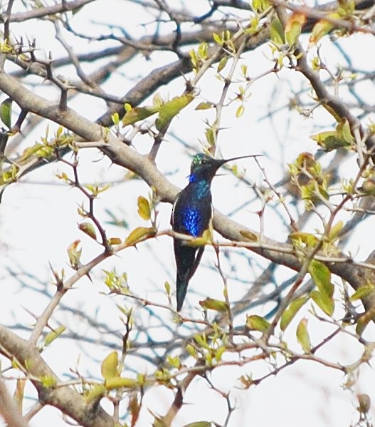 Blue-tufted Starthroat - ML239076131