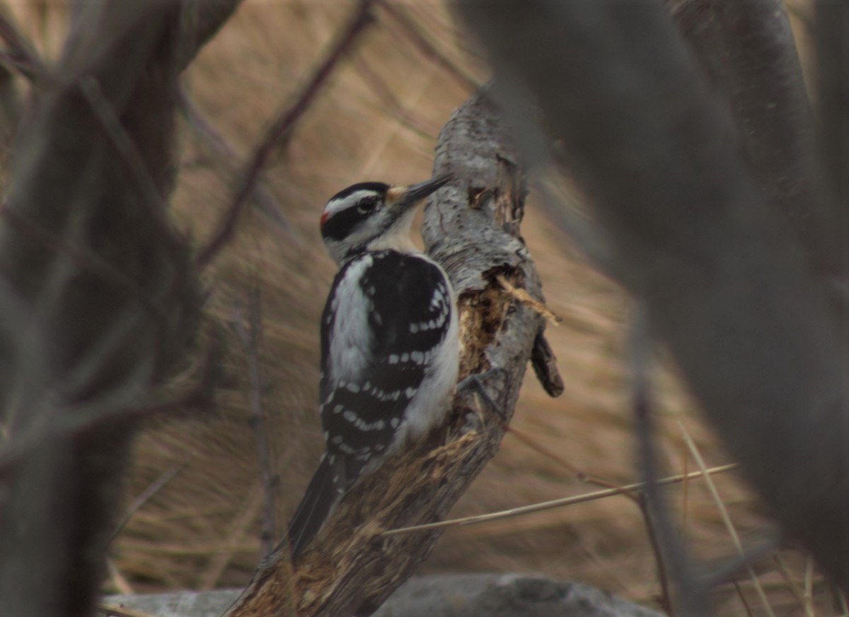 Hairy Woodpecker - ML239076201