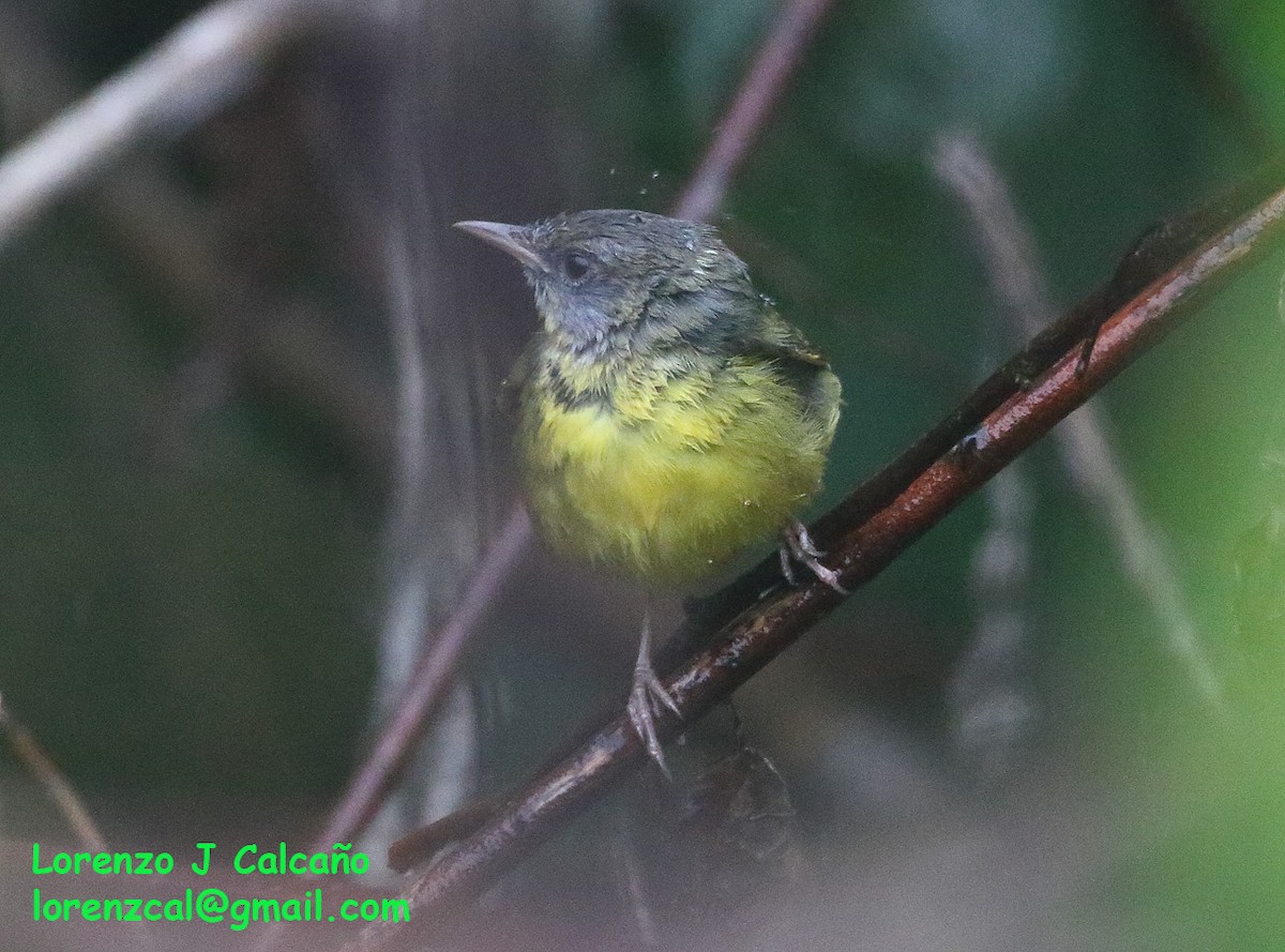 Mourning Warbler - Lorenzo Calcaño