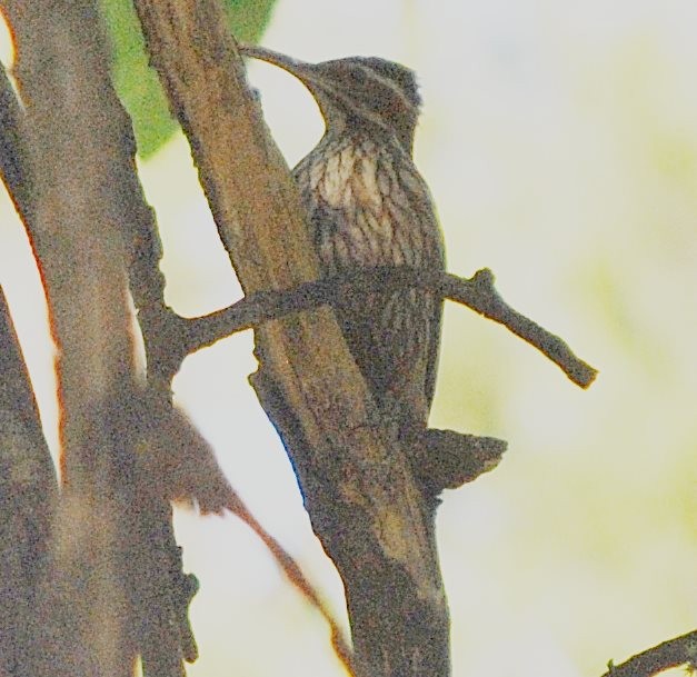 Scimitar-billed Woodcreeper - ML239076871