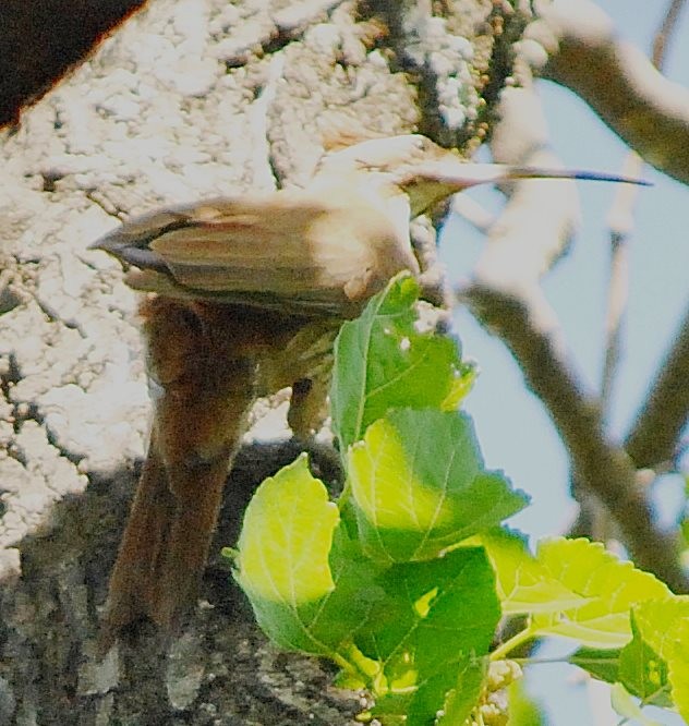 Scimitar-billed Woodcreeper - ML239076961