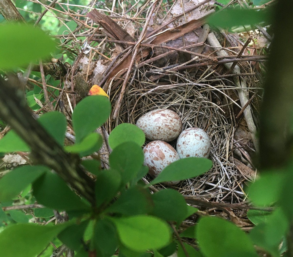 Northern Cardinal - Steven Hopp