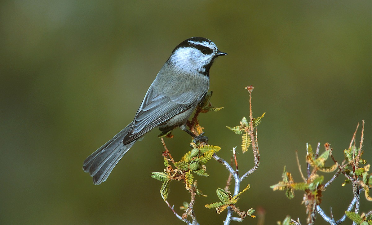 Mountain Chickadee - Jerry Liguori