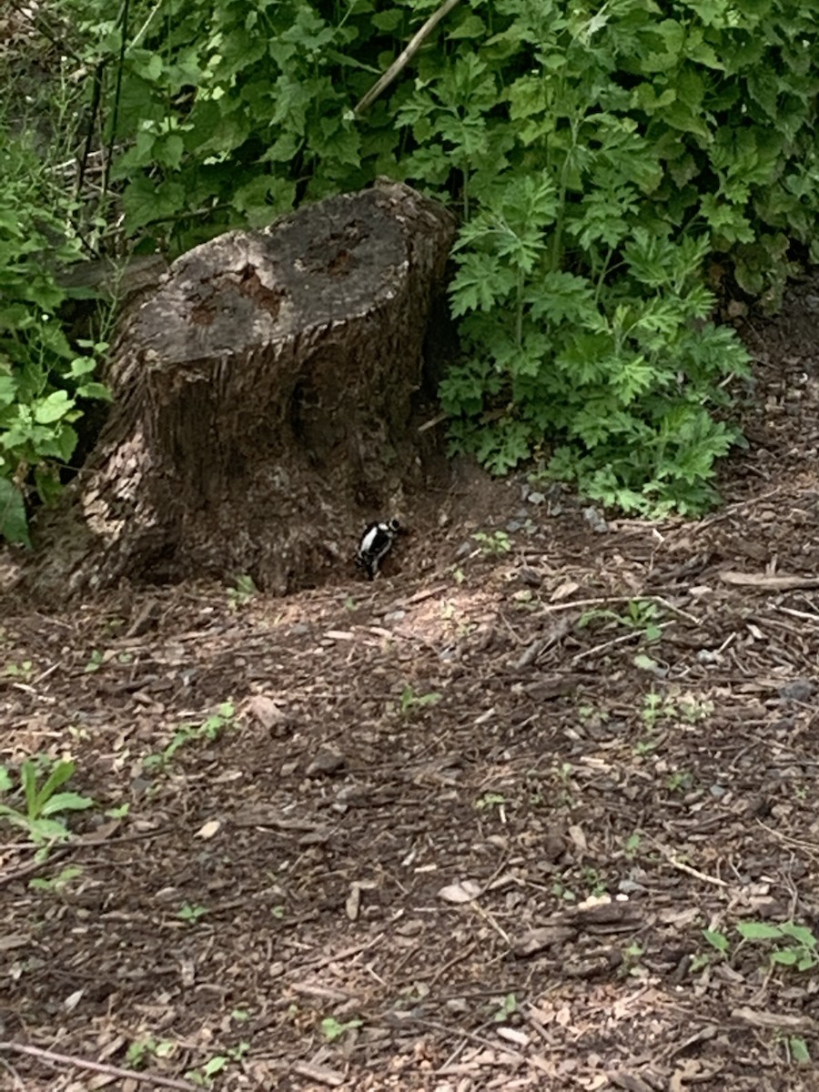 Downy Woodpecker - ML239079271