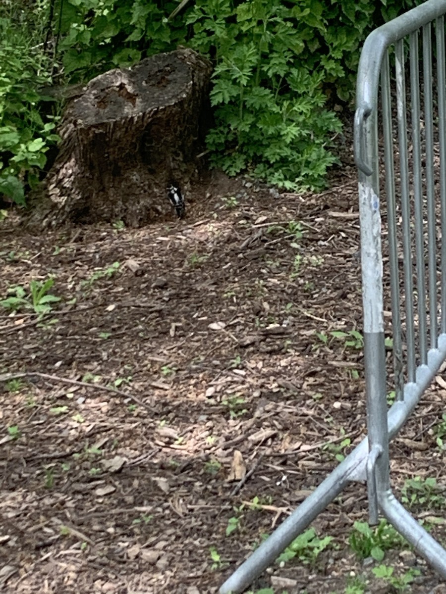 Downy Woodpecker - ML239079281