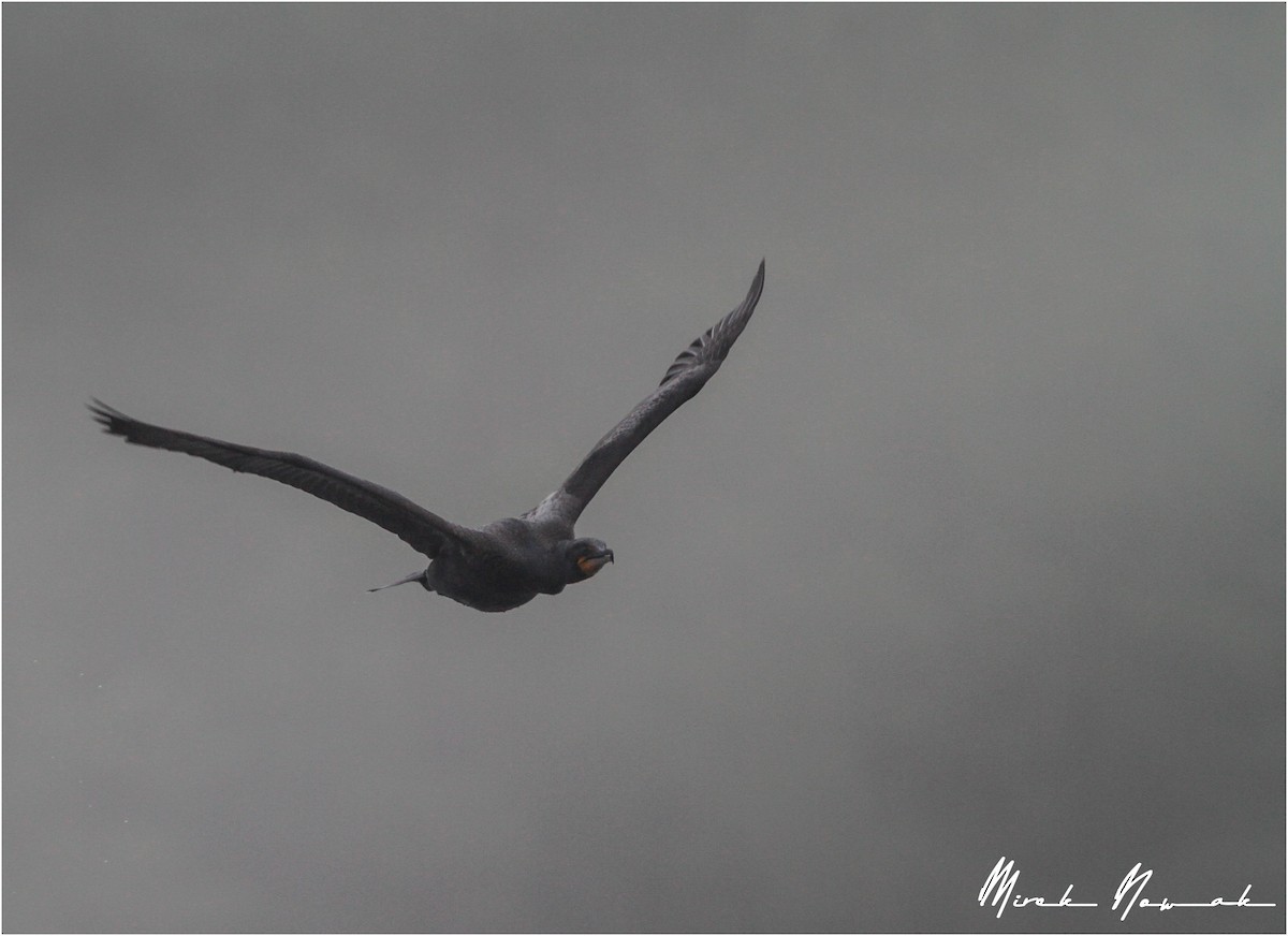 Double-crested Cormorant - ML239079461