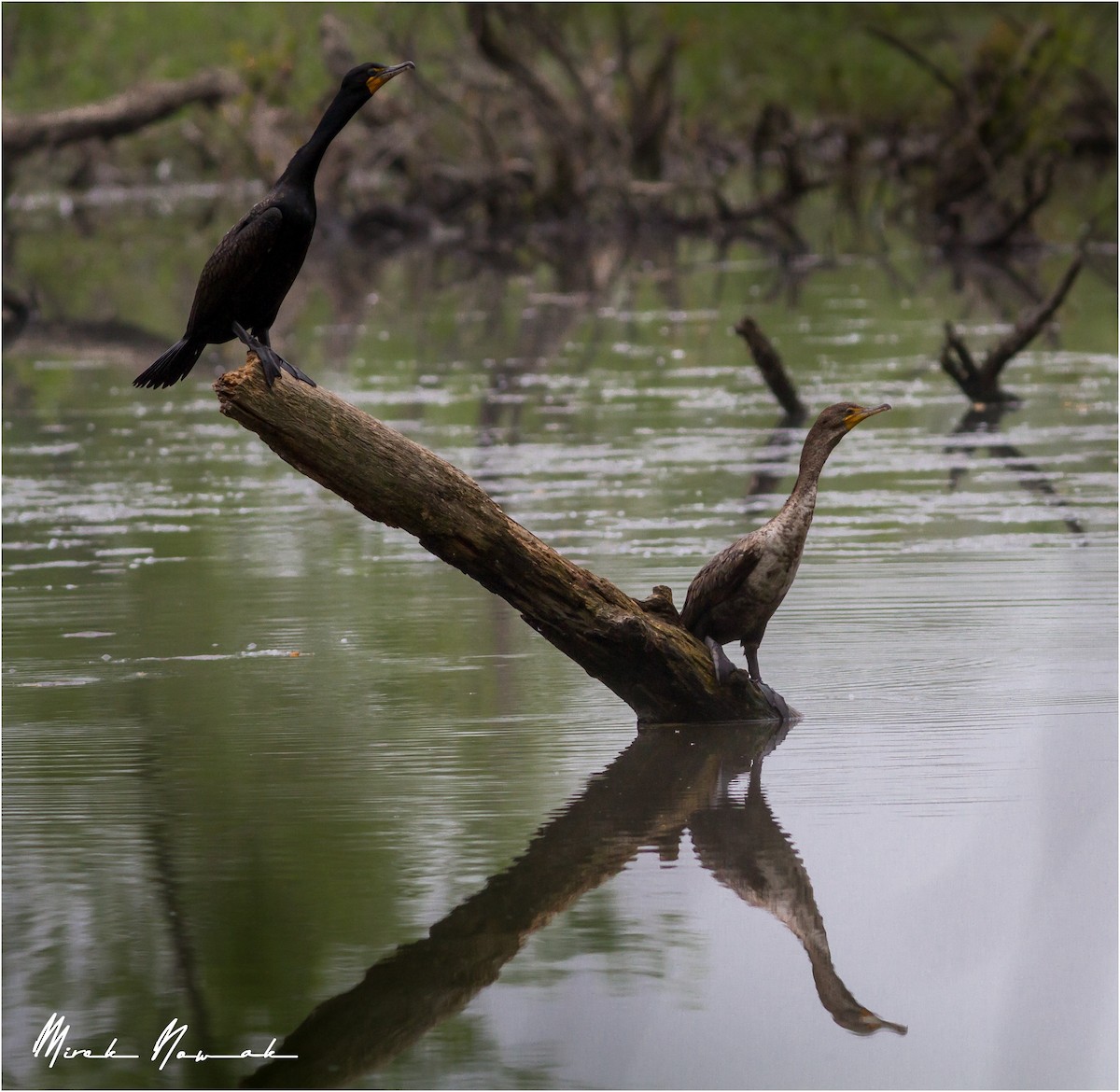 Double-crested Cormorant - ML239079481