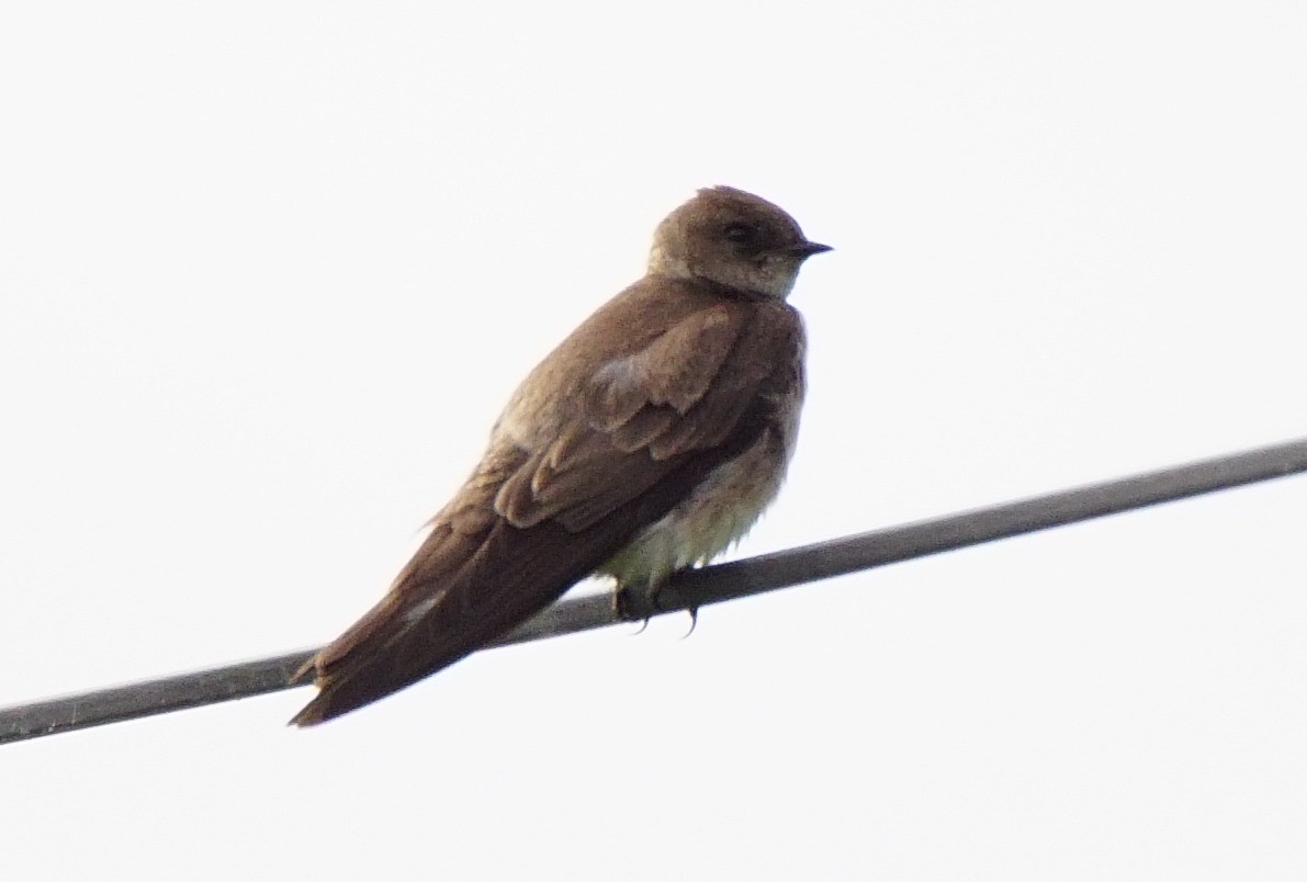 Northern Rough-winged Swallow - ML239079901