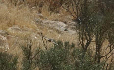 Common Quail - ML239080111