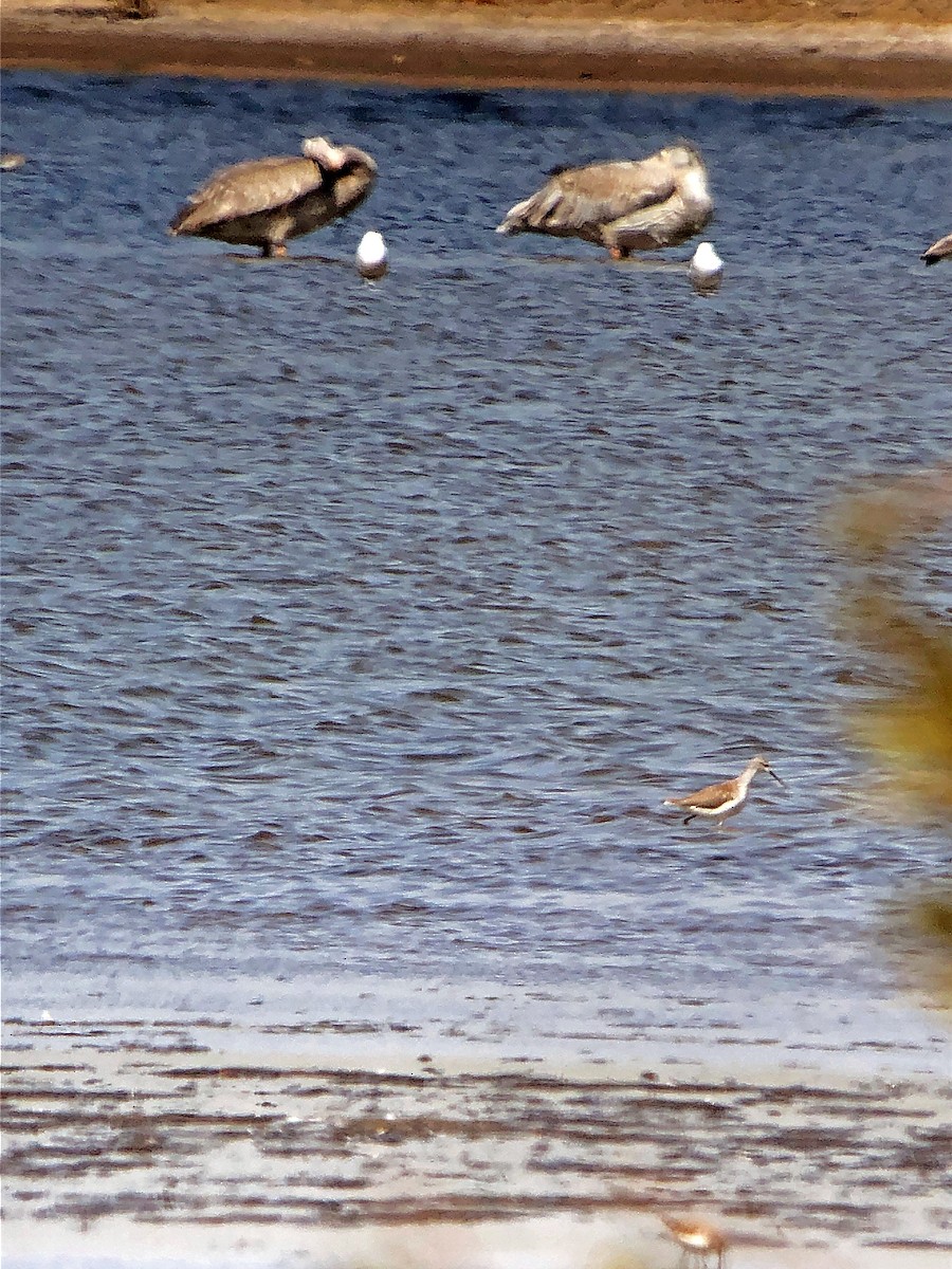 Marsh Sandpiper - ML239080261