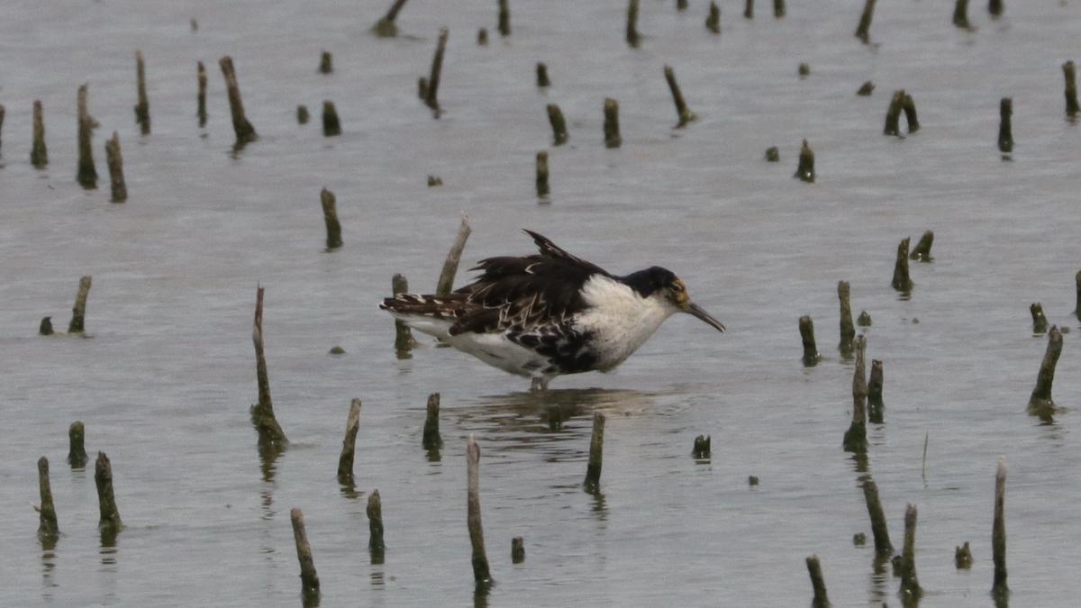 Ноцоо элсэг - ML239080961