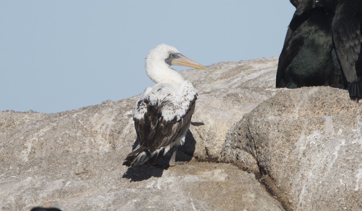 Nazca Booby - Brian Sullivan