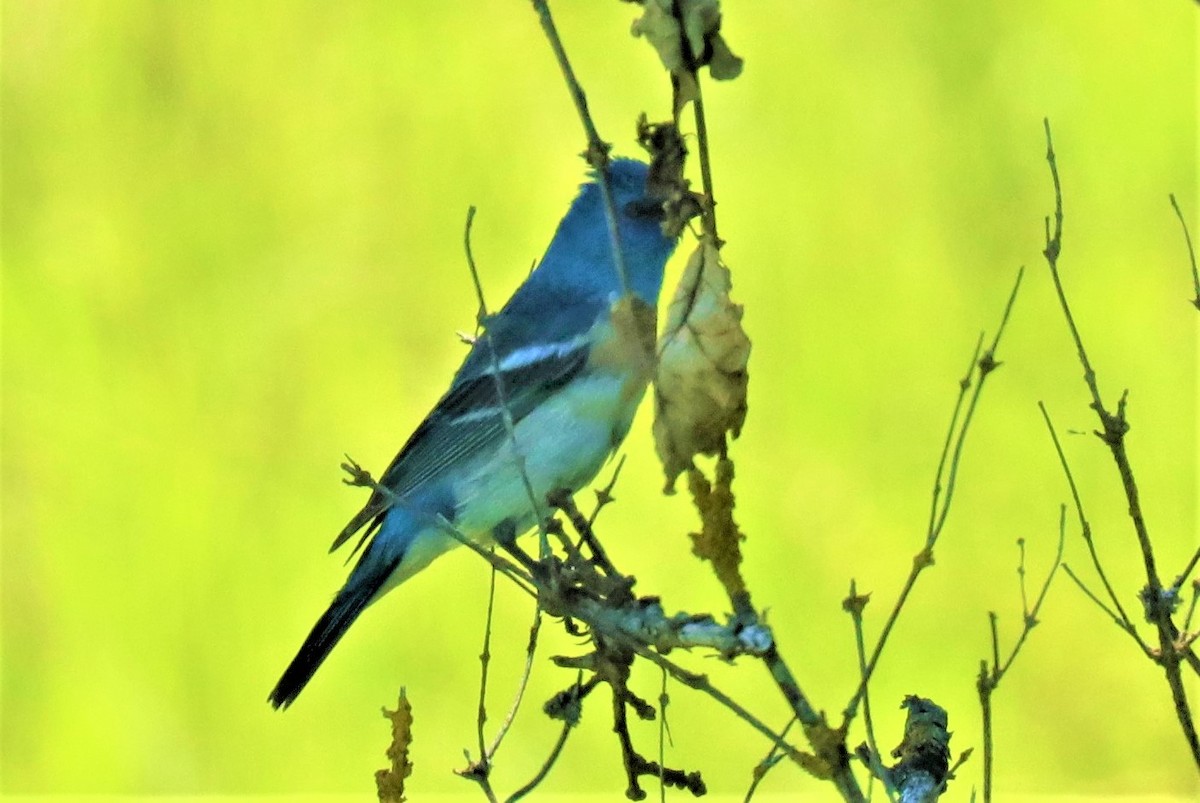 Lazuli Bunting - ML239081911