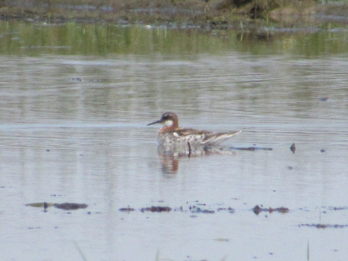 Red-necked Phalarope - ML239082971