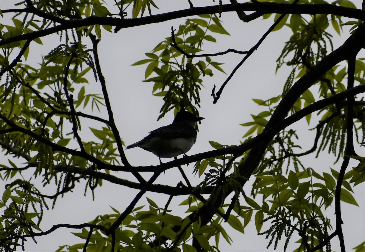 Eastern Kingbird - ML239083021