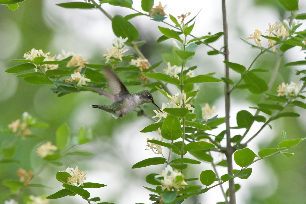 Ruby-throated Hummingbird - ML239084931