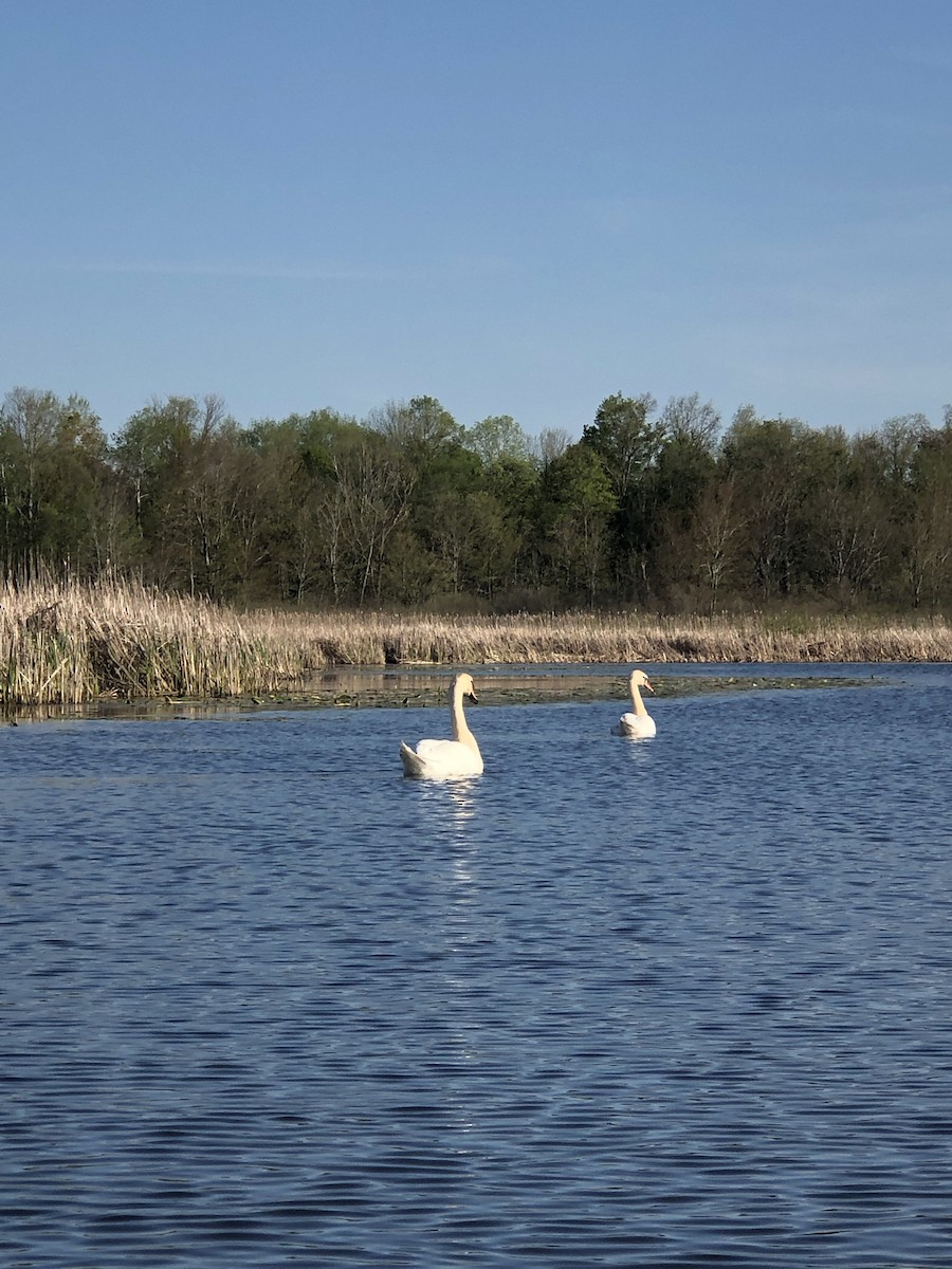 Mute Swan - ML239087221