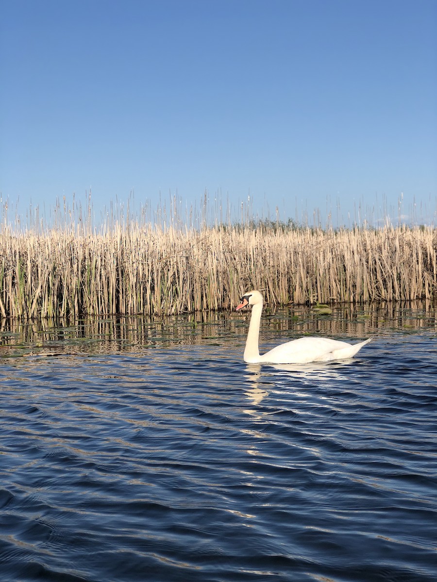 Mute Swan - ML239087231