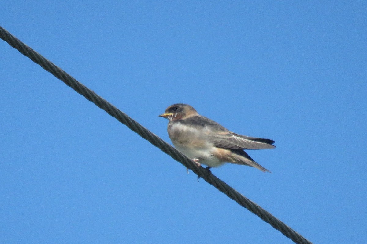 Hirondelle à front blanc - ML239088451