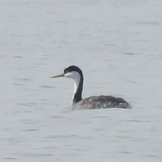 Western Grebe - ML23909071