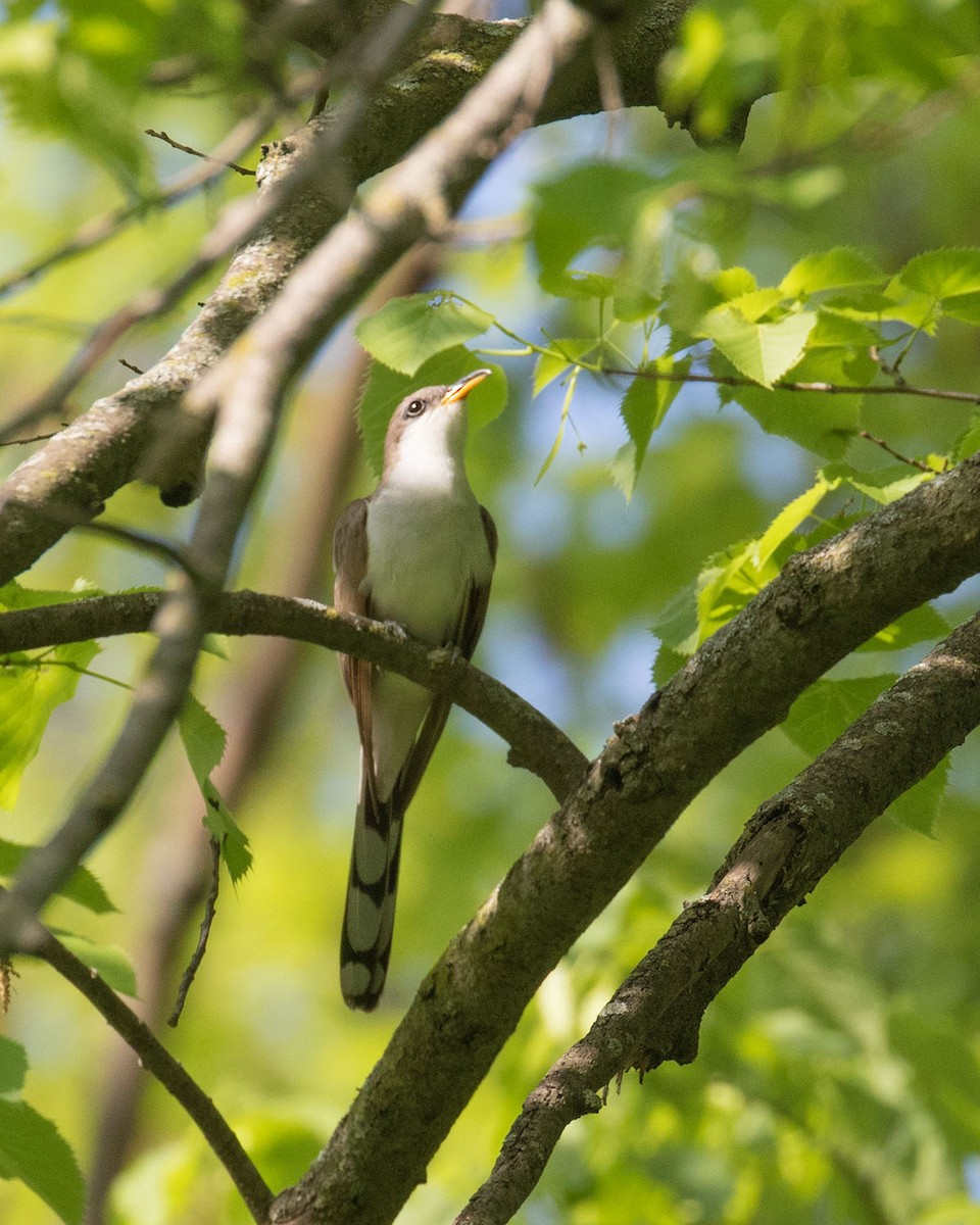 Yellow-billed Cuckoo - ML239090751