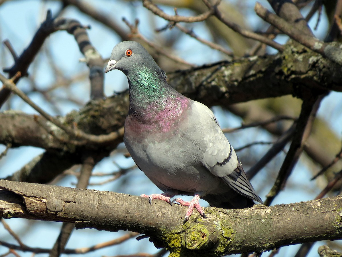 Rock Pigeon (Feral Pigeon) - Greg Stuart