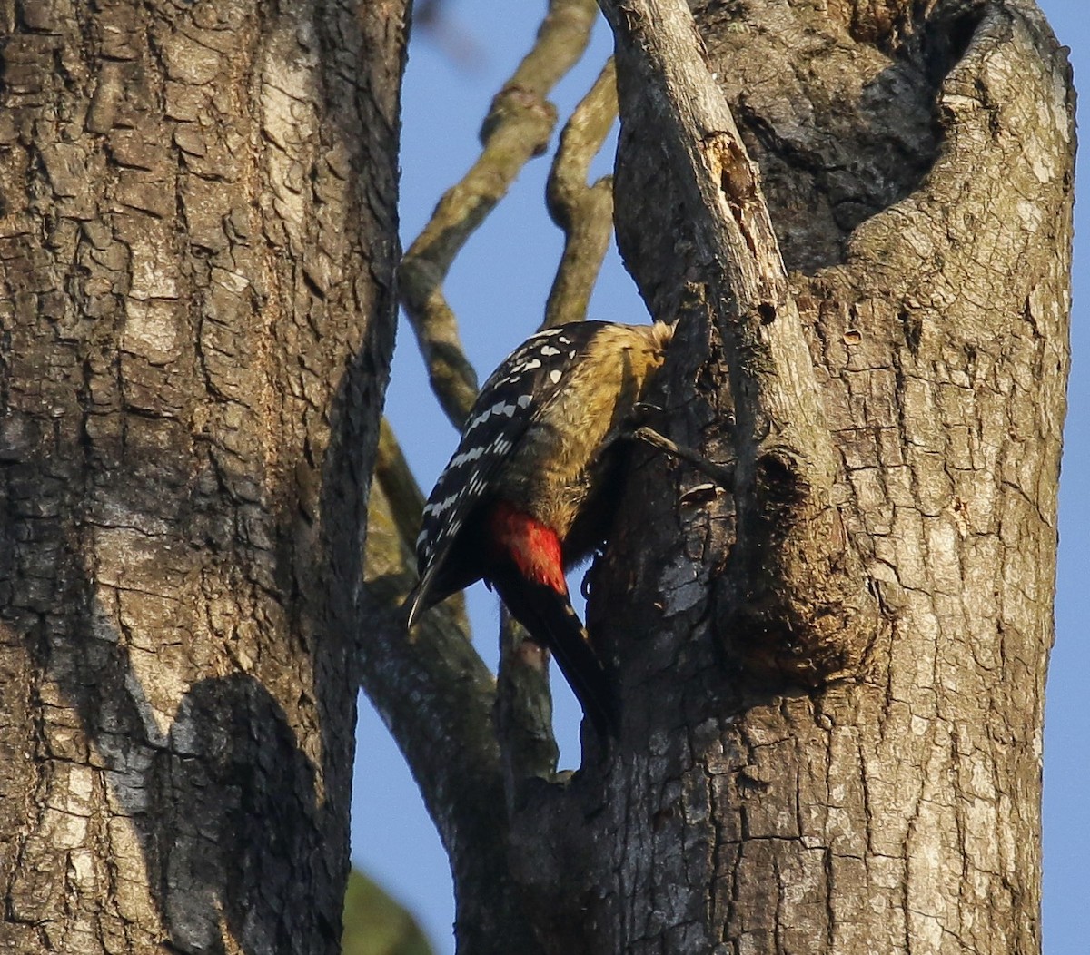 Fulvous-breasted Woodpecker - R.D. Wallace