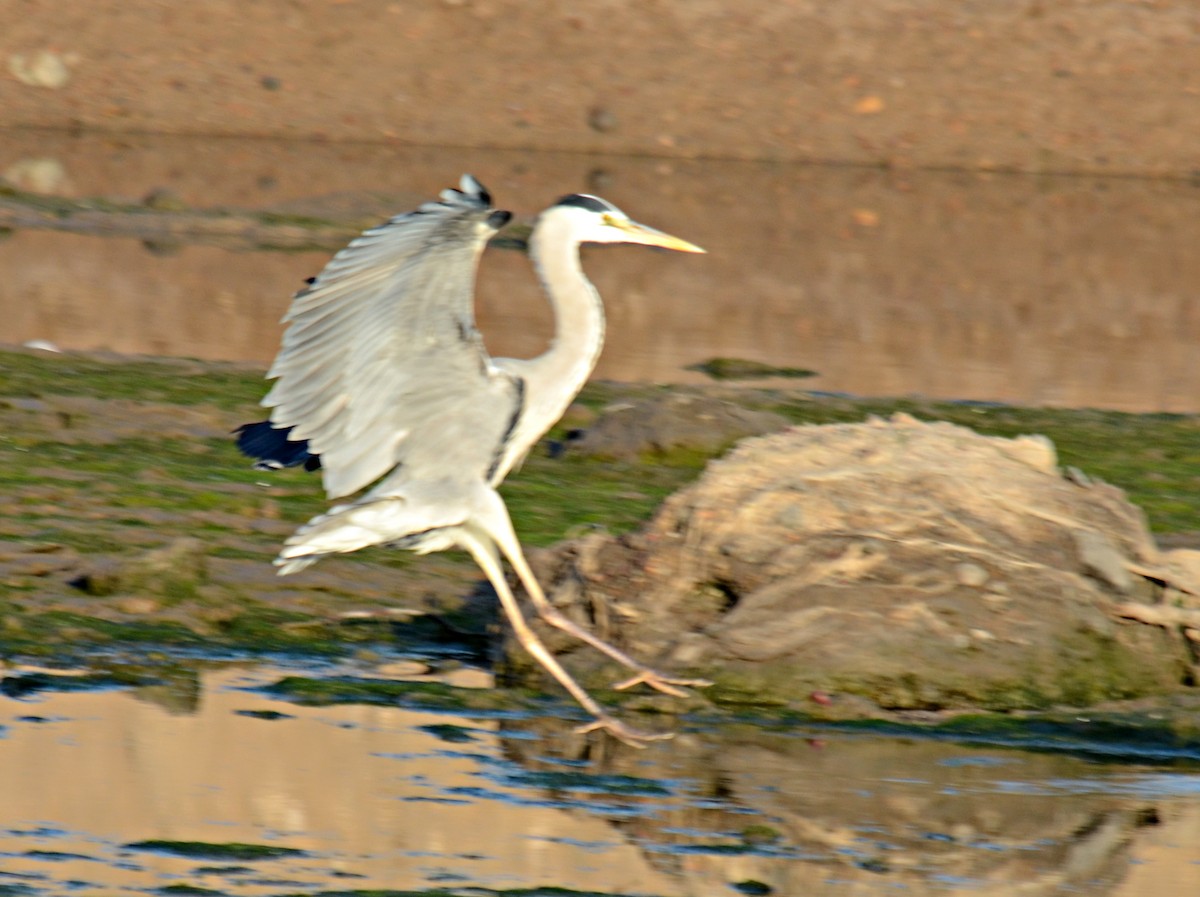 Gray Heron - ML239092821