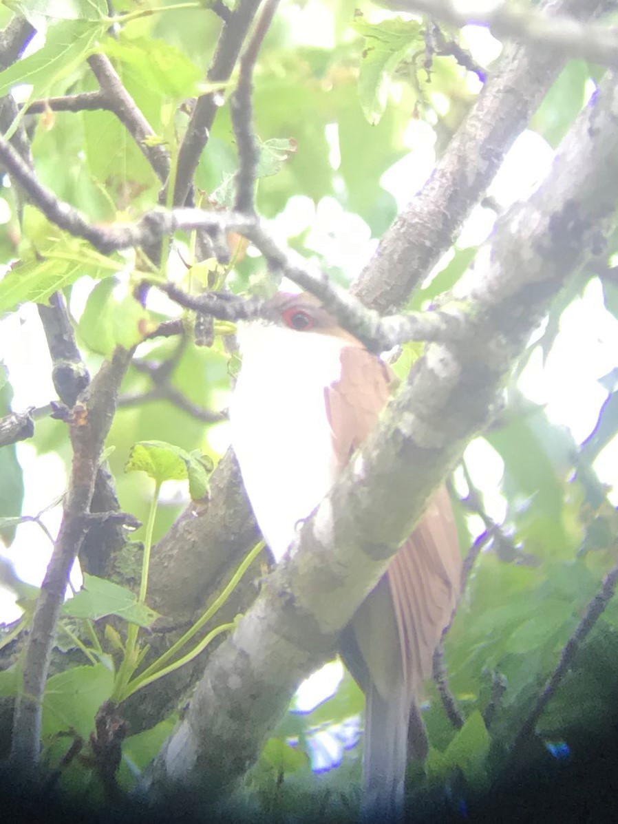Black-billed Cuckoo - ML239093001